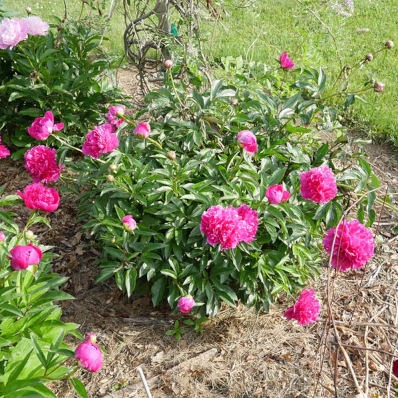 Pivoine herbacée Felix Crousse