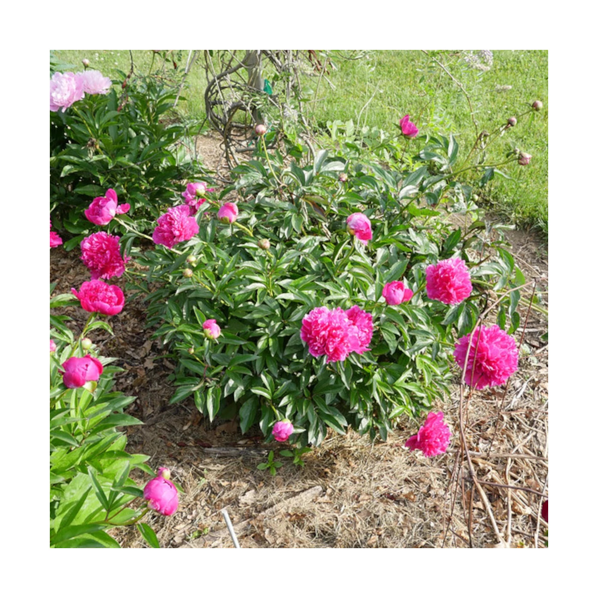 Pivoine herbacée Felix Crousse Pivoine herbacée Felix Crousse