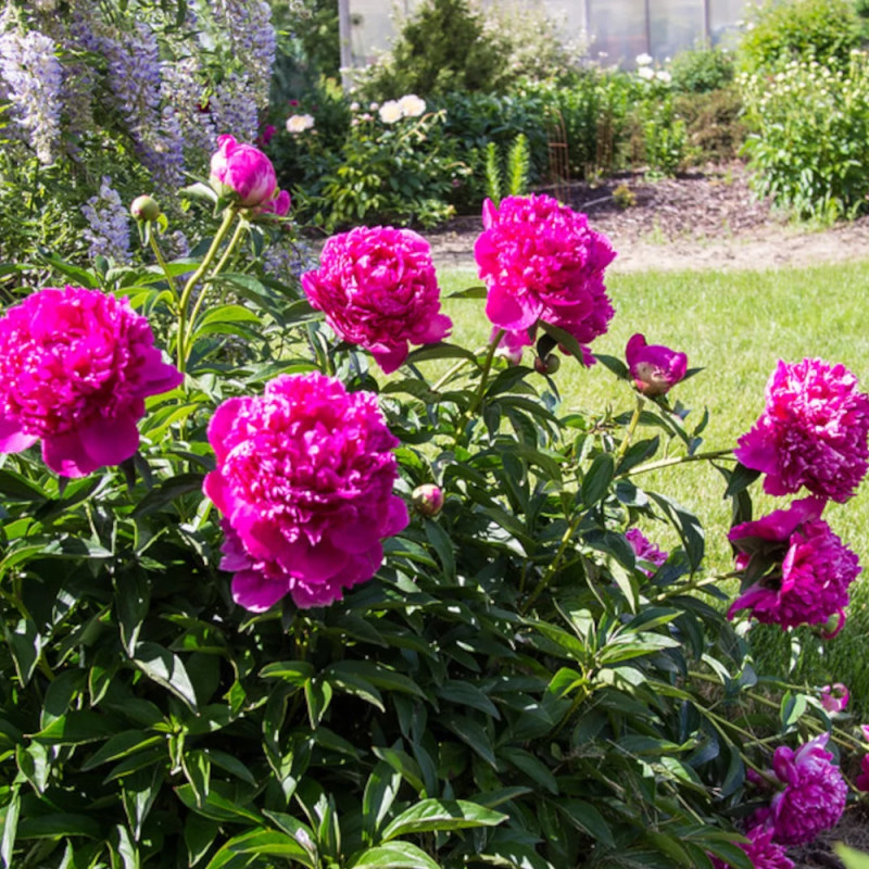Pivoine herbacée Felix Crousse