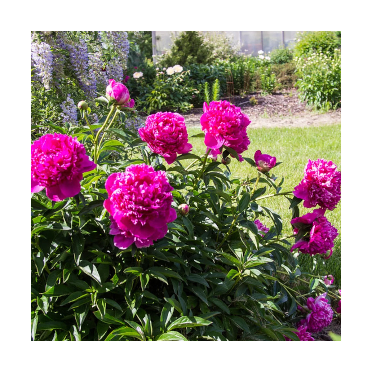 Pivoine herbacée Felix Crousse Pivoine herbacée Felix Crousse