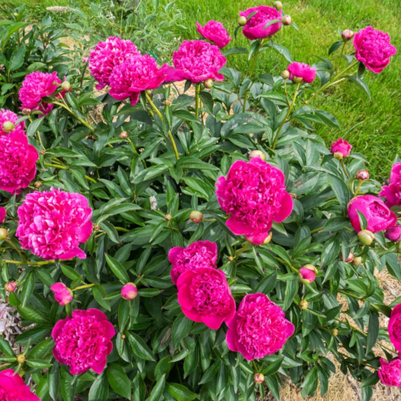 Pivoine herbacée Felix Crousse