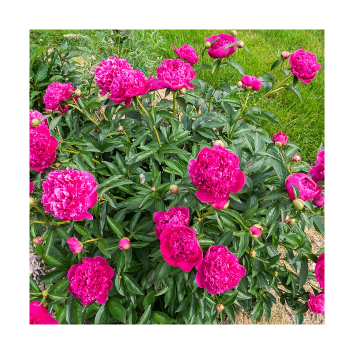 Pivoine herbacée Felix Crousse Pivoine herbacée Felix Crousse