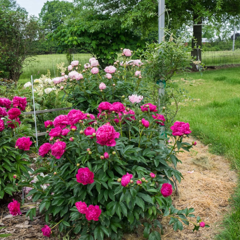 Pivoine herbacée Felix Crousse