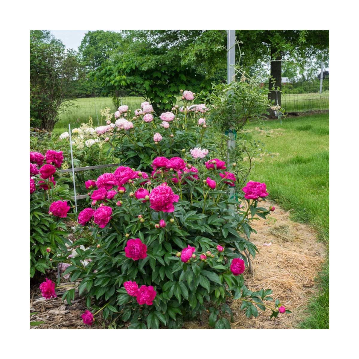 Pivoine herbacée Felix Crousse Pivoine herbacée Felix Crousse