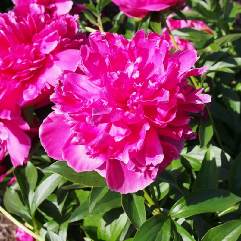 Pivoine herbacée Felix Crousse
