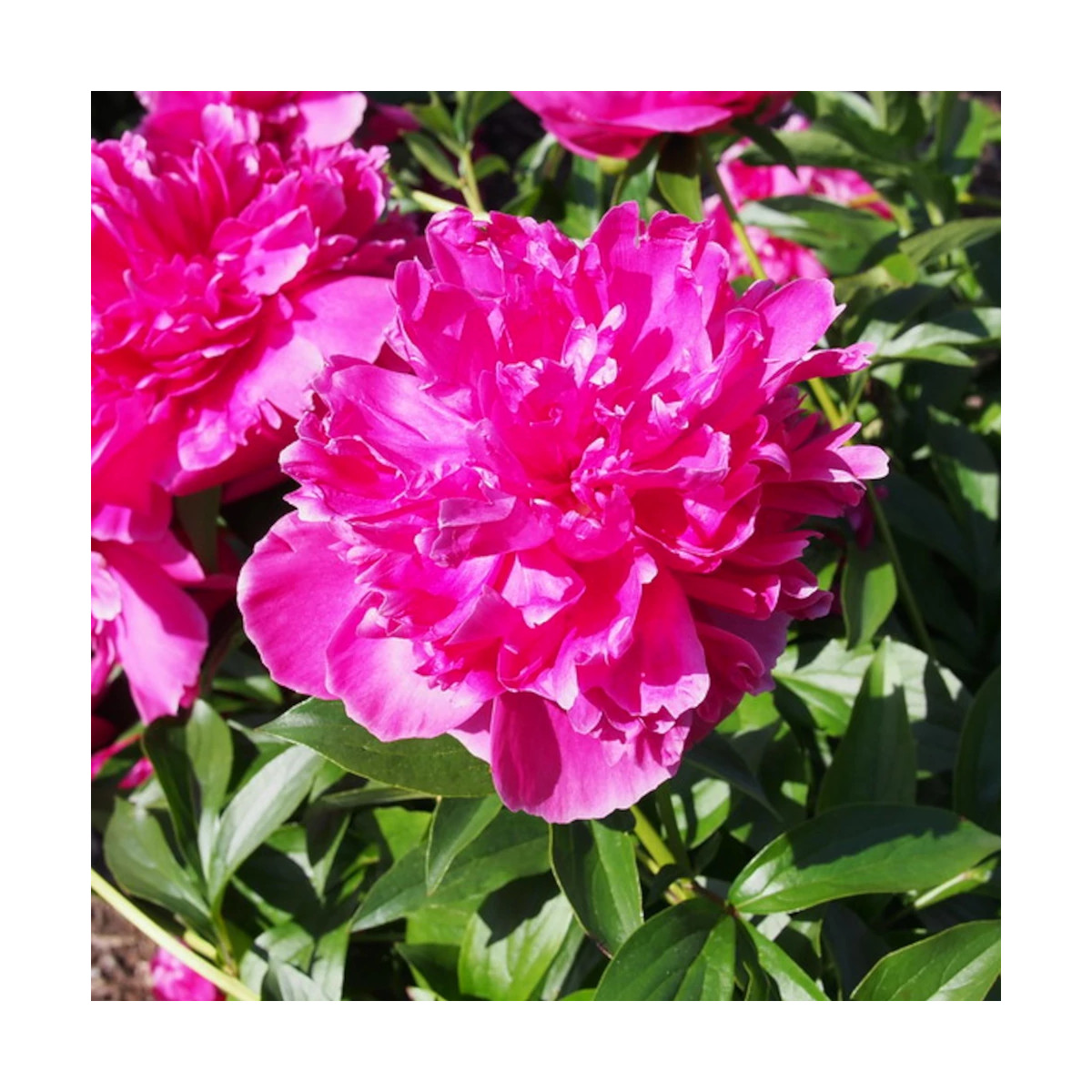 Pivoine herbacée Felix Crousse Pivoine herbacée Felix Crousse