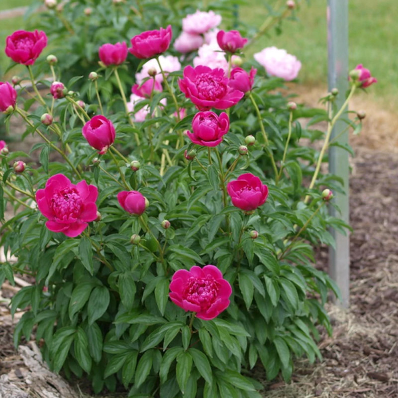Pivoine herbacée Felix Crousse