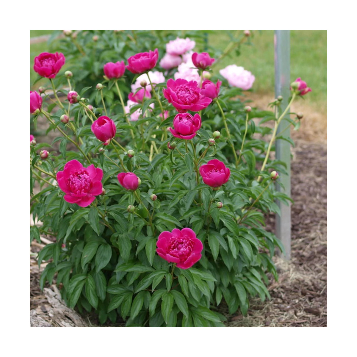 Pivoine herbacée Felix Crousse Pivoine herbacée Felix Crousse