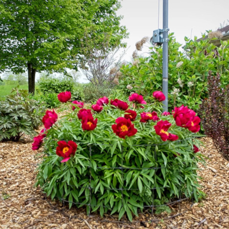Pivoine herbacée Early Scout