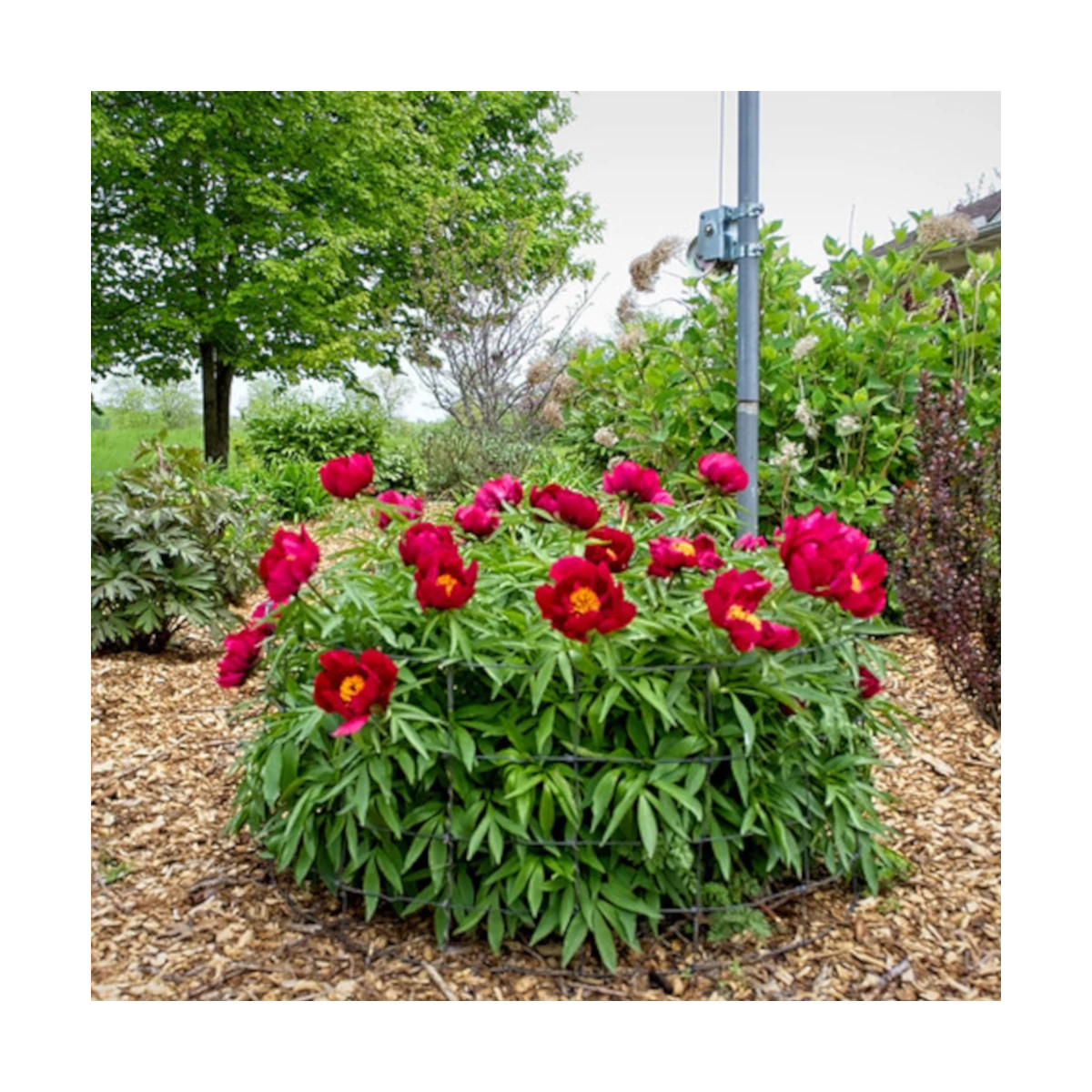 Pivoine herbacée Early Scout