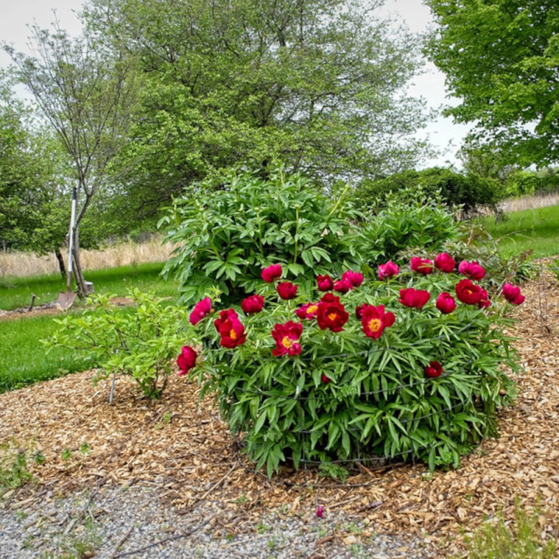 Pivoine herbacée Early Scout
