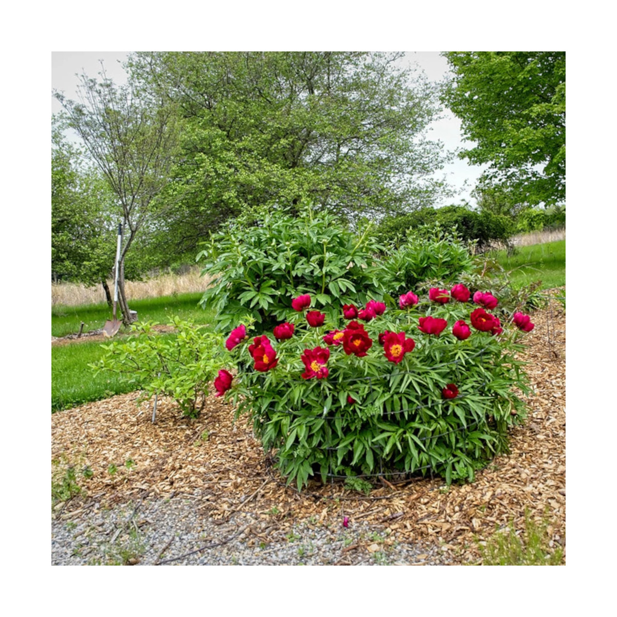 Pivoine herbacée Early Scout