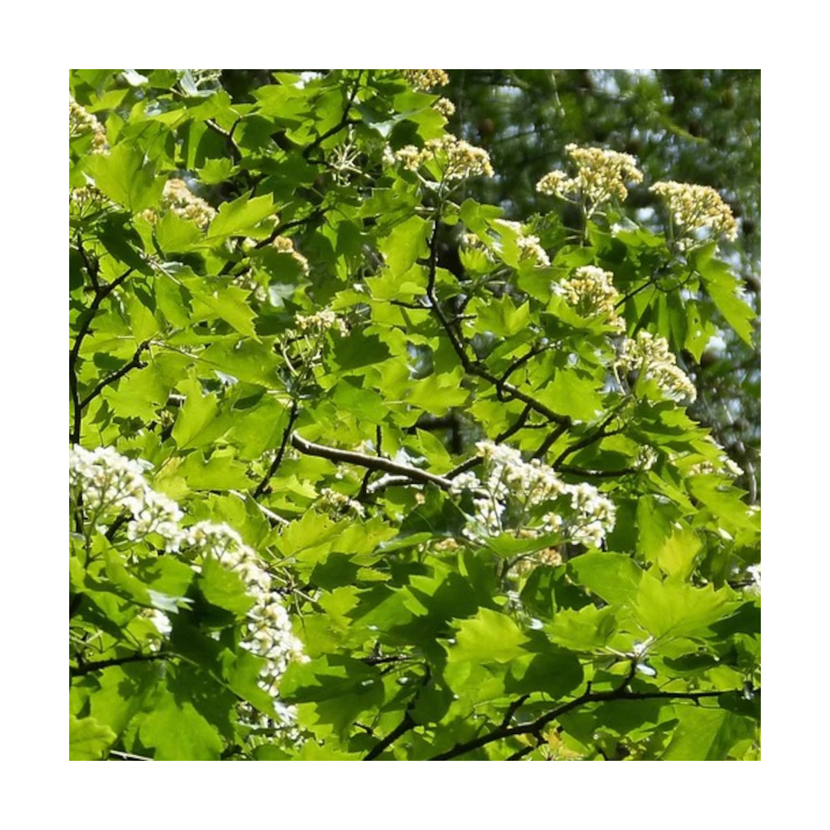 Alisier torminal (Sorbus torminalis) - Arbre fruitier forestier
