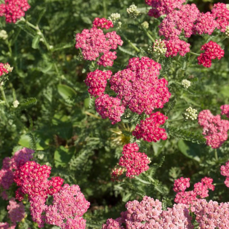 Achillée millefeuille Desert Eve™ Deep Rose