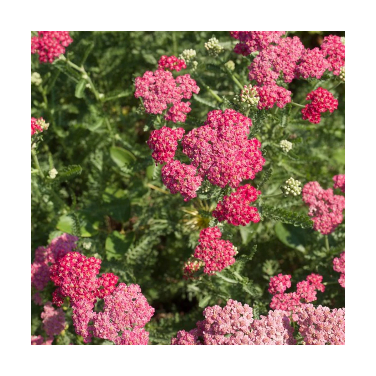 Achillée millefeuille Desert Eve™ Deep Rose