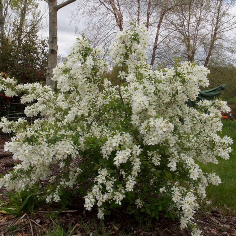 Arbre aux perles The Bride, Exochorda, Exocorde