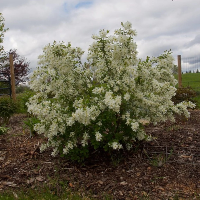 Arbre aux perles The Bride, Exochorda, Exochorde