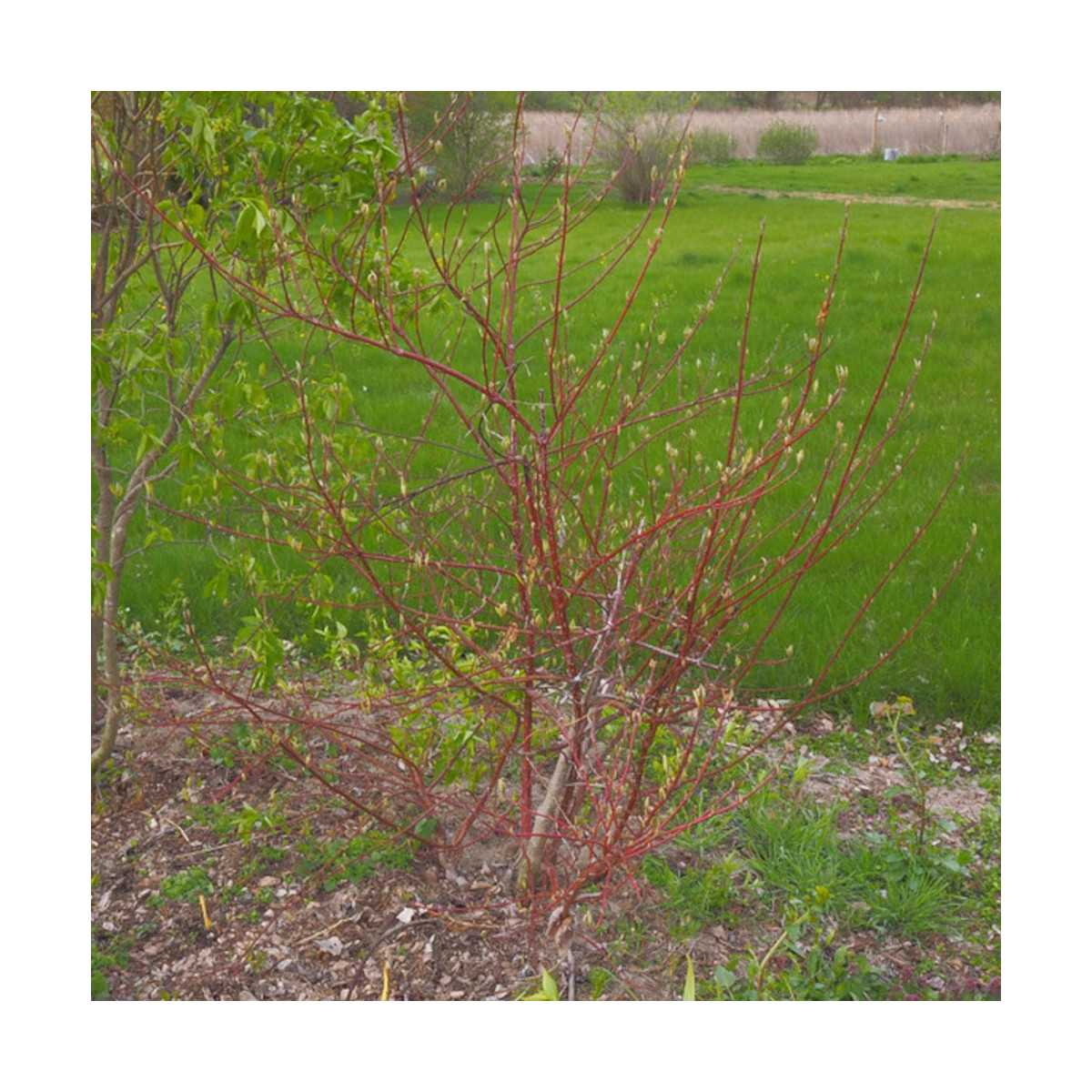 Cornouiller blanc Elegantissima - SILENCE, ça pousse !, Cornus