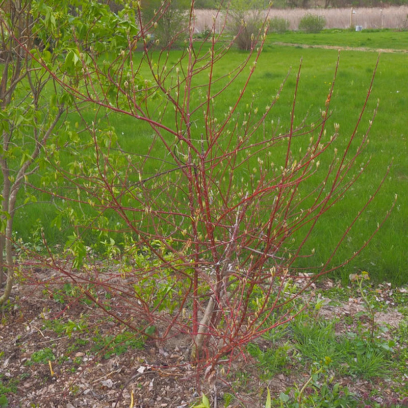 Cornouiller blanc Elegantissima, Cornus