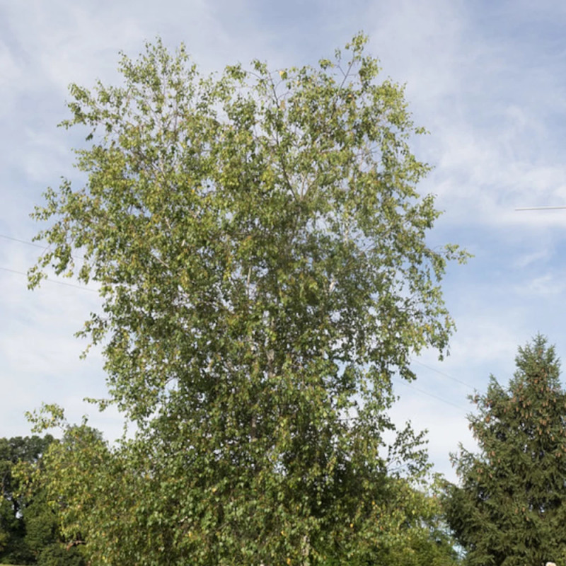 Bouleau à papier, Betula papyrifera