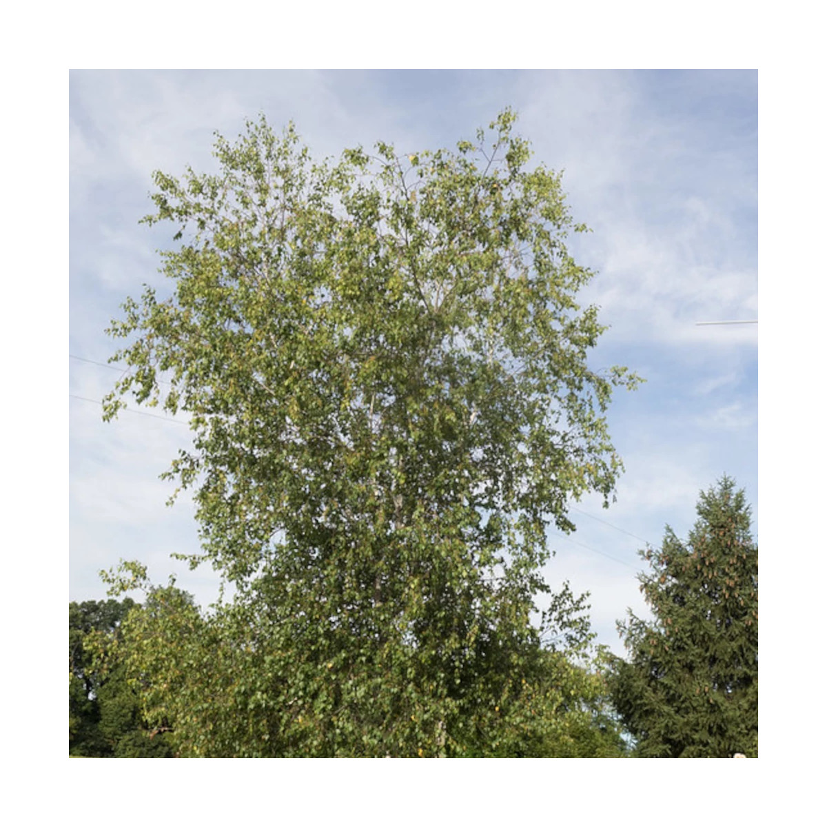 Bouleau à papier papyrifera