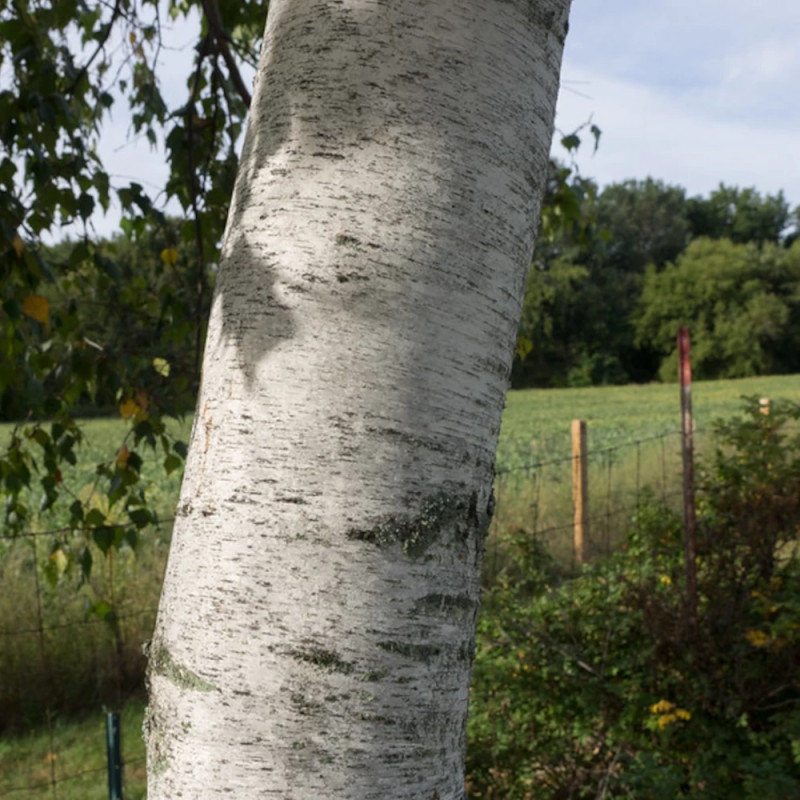 Bouleau à papier, Betula papyrifera