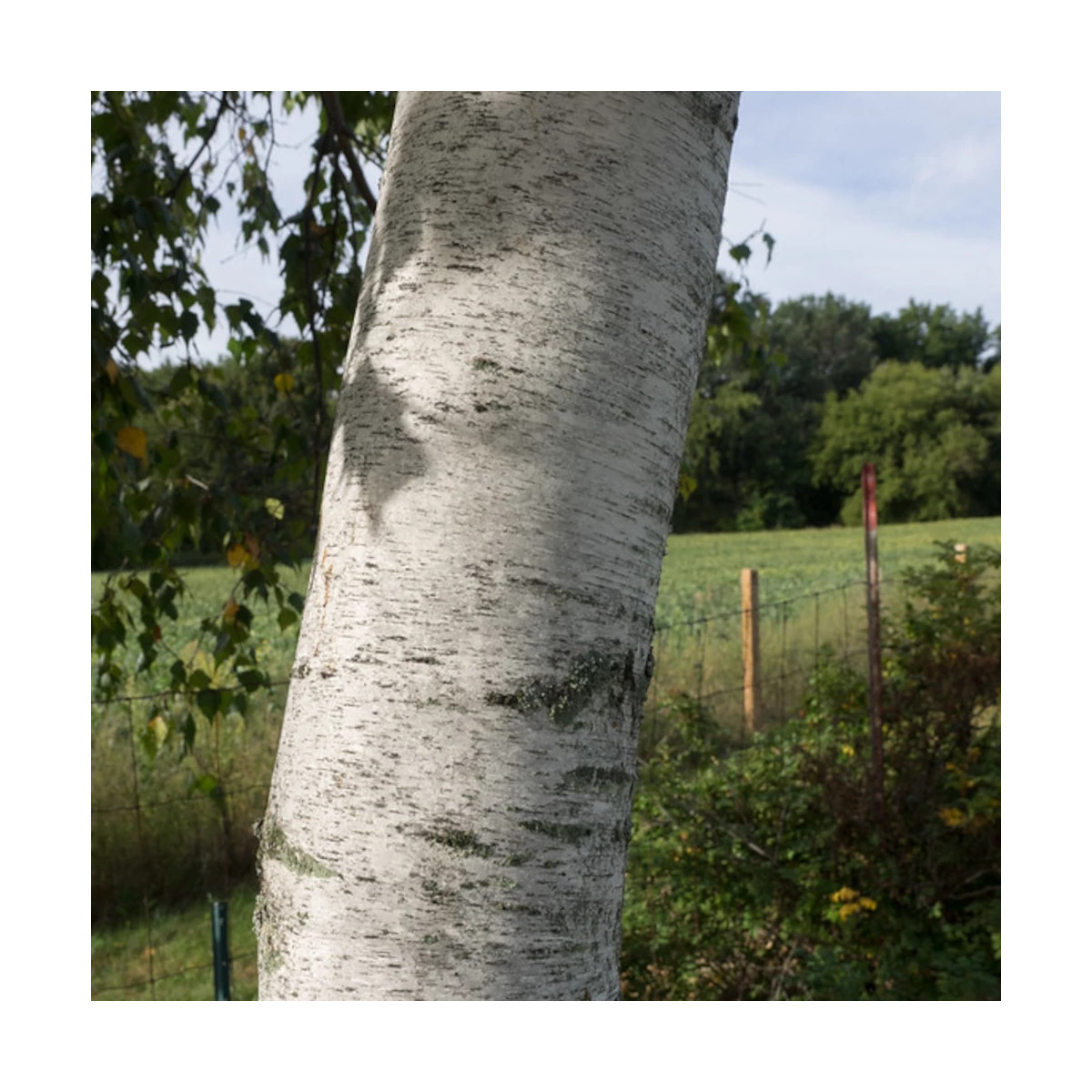 Bouleau à papier papyrifera