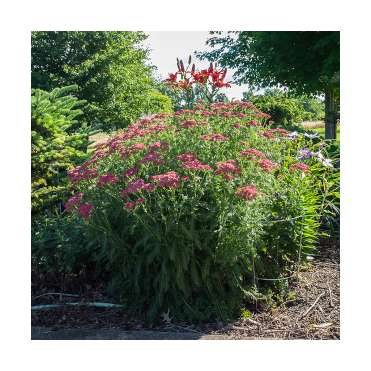 Achillée millefeuille Desert Eve™ Deep Rose
