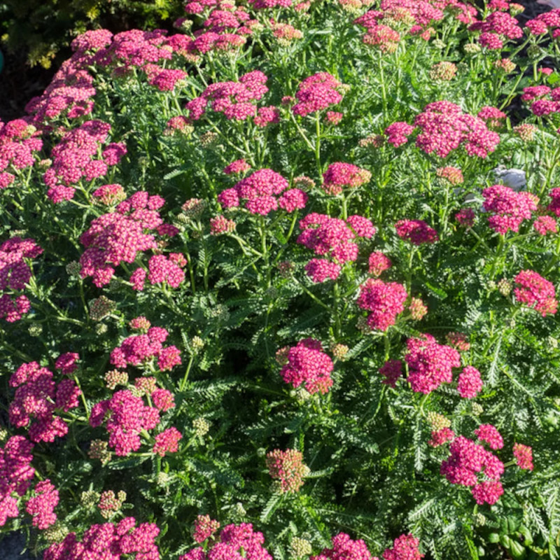 Achillée millefeuille Desert Eve™ Deep Rose