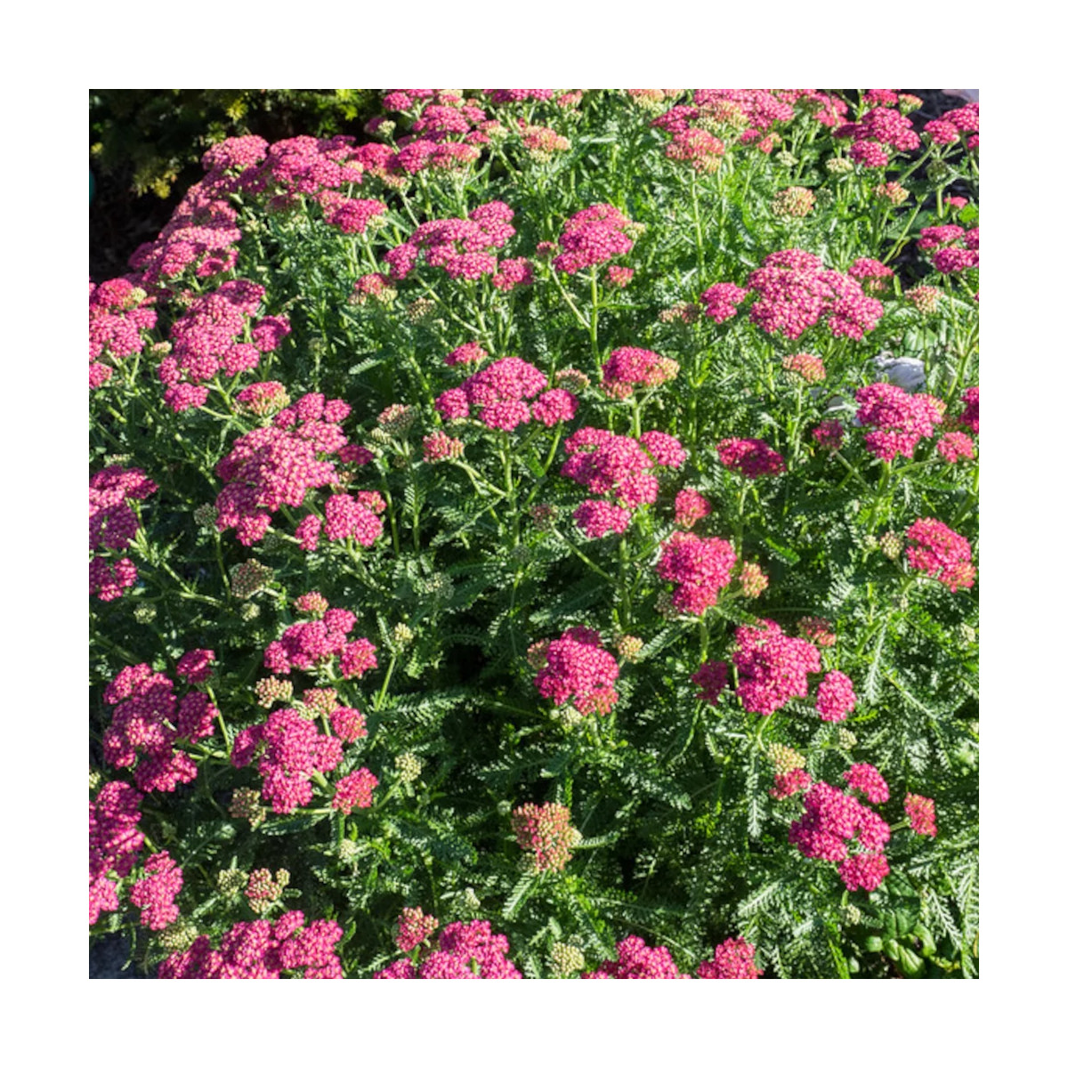 Achillée millefeuille Desert Eve™ Deep Rose