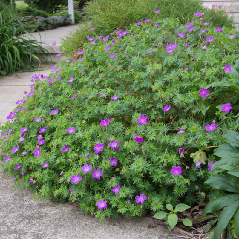 Géranium vivace sanguin