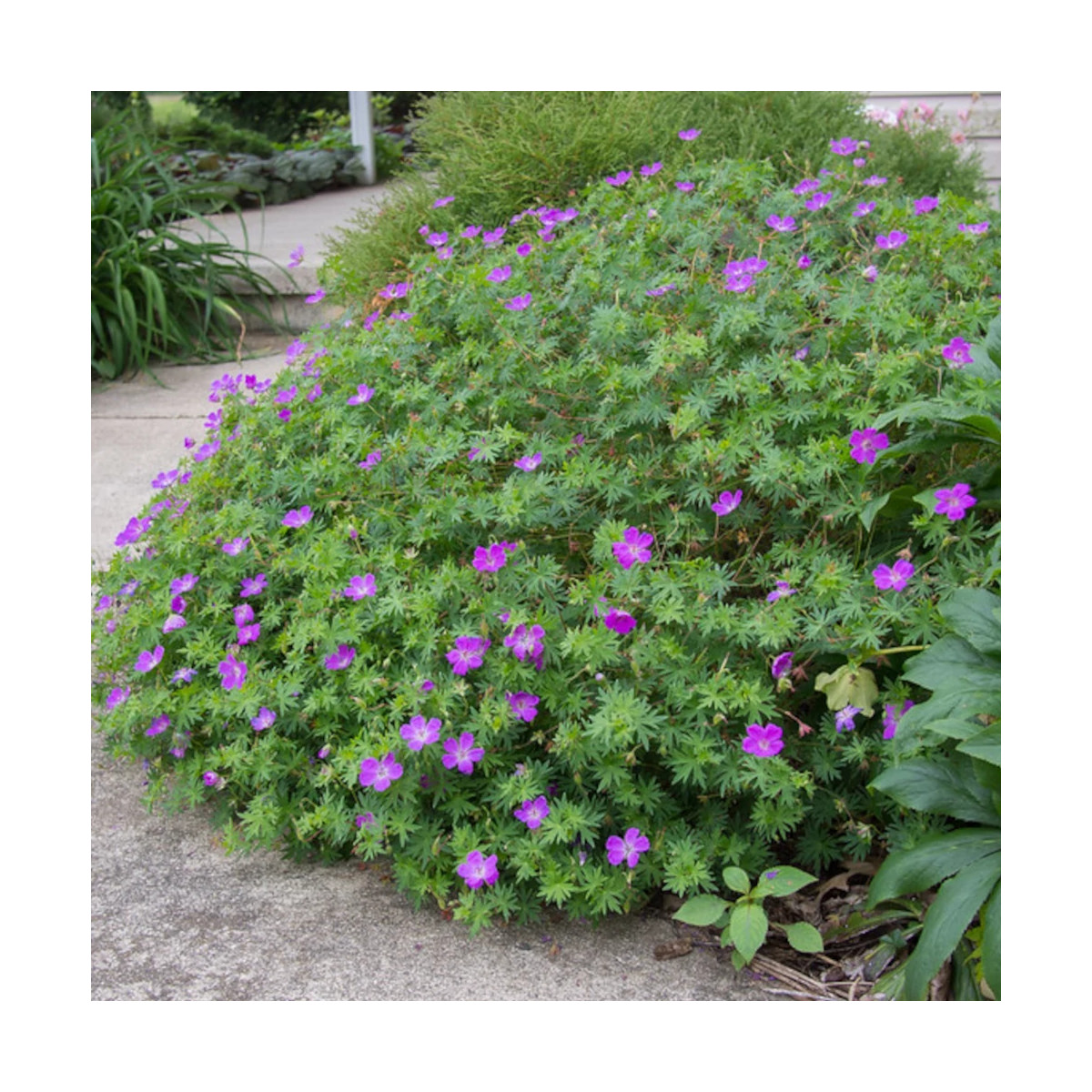 Géranium vivace sanguin