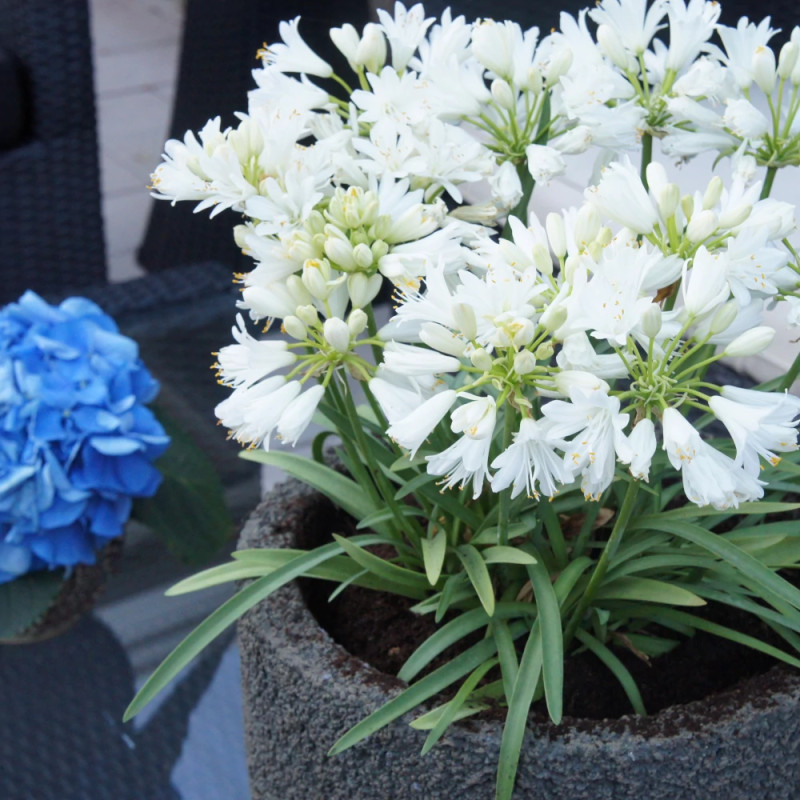 Agapanthe Double Diamond