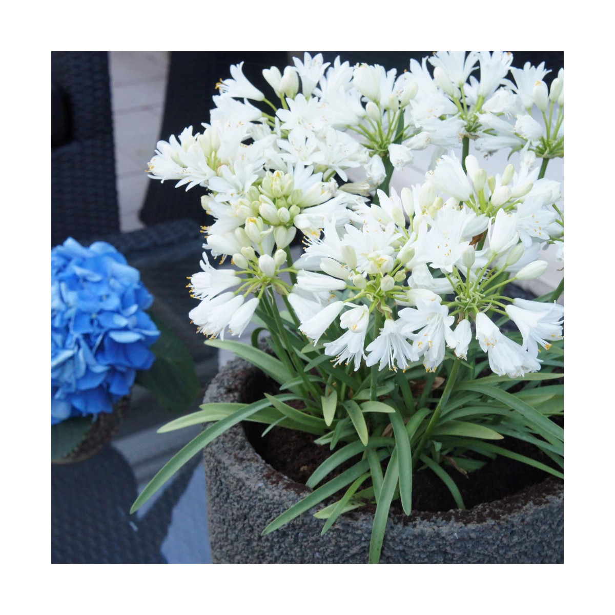 Agapanthe Double Diamond