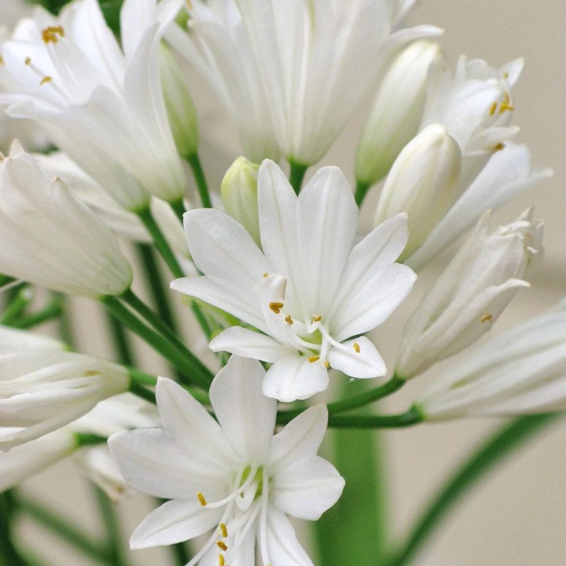 Agapanthe Double Diamond