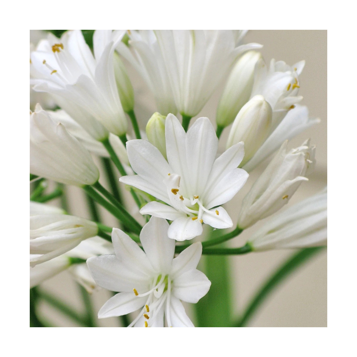 Agapanthe Double Diamond