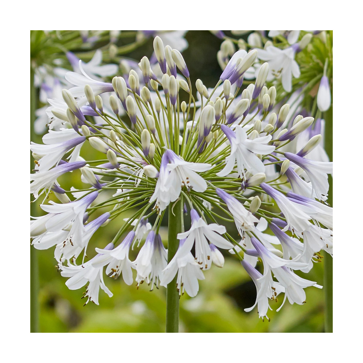 Agapanthe Fireworks® 'Mdb001' - SILENCE, ça pousse !