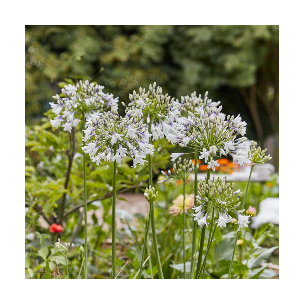 Agapanthe Fireworks® 'Mdb001' - SILENCE, ça pousse !