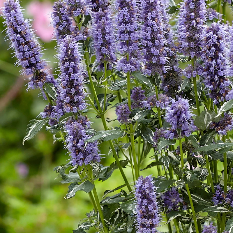 Agastache Crazy Fortune® - SILENCE, ça pousse !