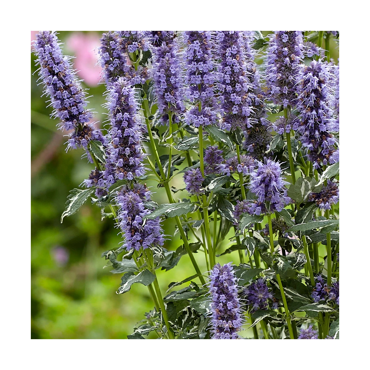 Agastache Crazy Fortune® - SILENCE, ça pousse !