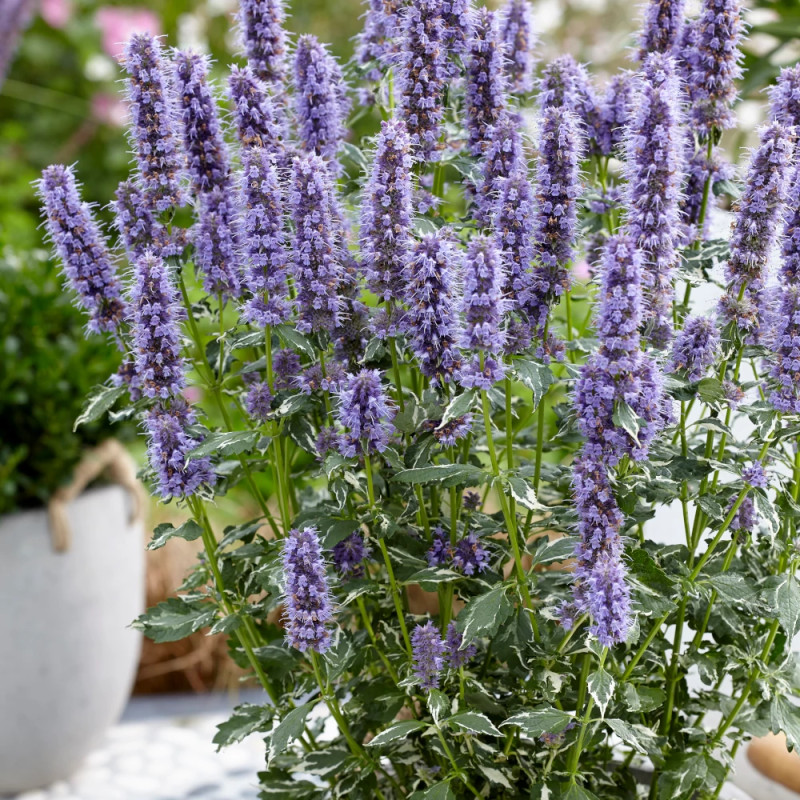 Agastache Crazy Fortune® - SILENCE, ça pousse !