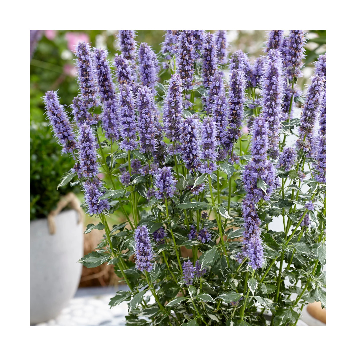 Agastache Crazy Fortune® - SILENCE, ça pousse !