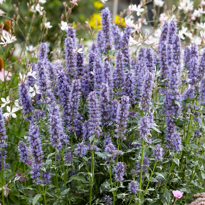 Agastache Crazy Fortune® - SILENCE, ça pousse !