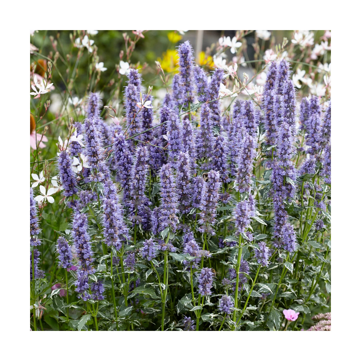Agastache Crazy Fortune® - SILENCE, ça pousse !