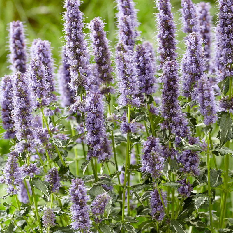 Agastache Crazy Fortune® - SILENCE, ça pousse !