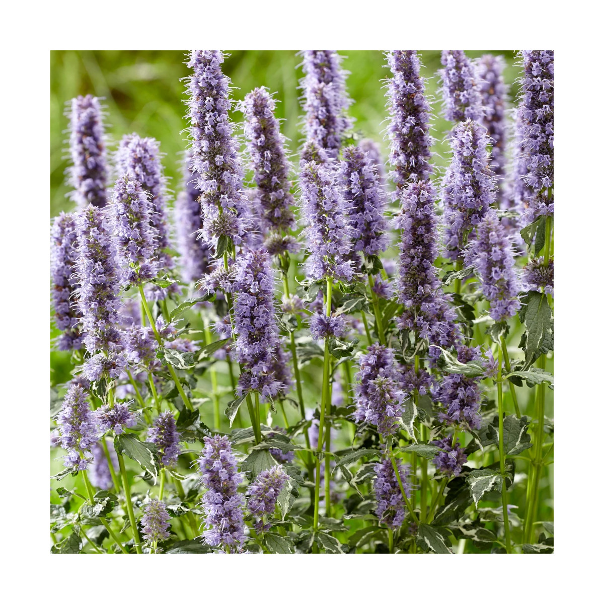 Agastache Crazy Fortune® - SILENCE, ça pousse !