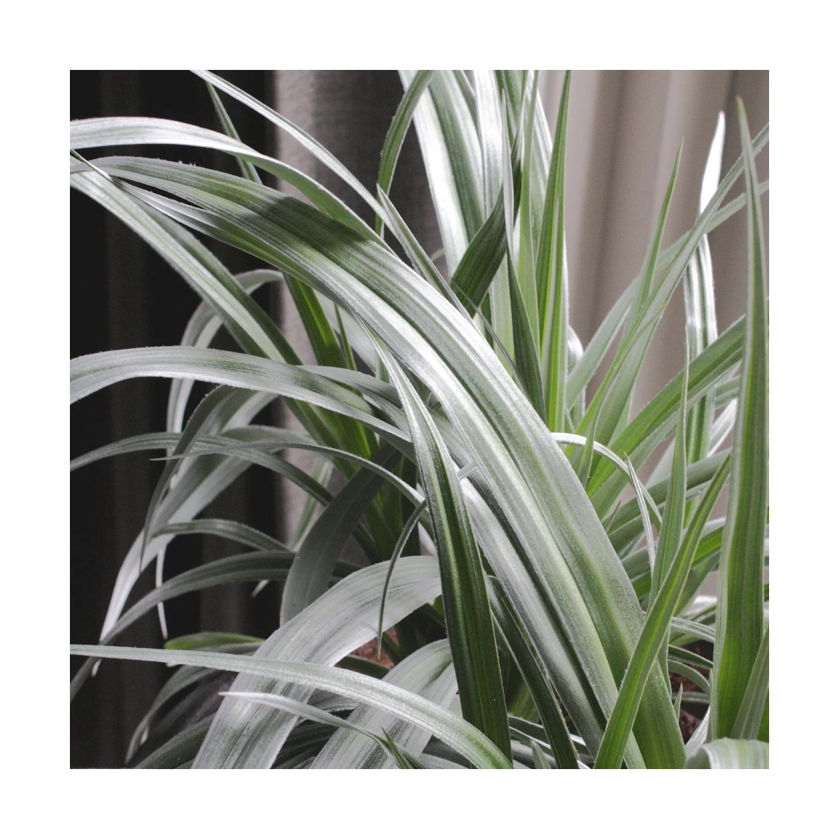 Astelia Silver Shadow - SILENCE, ça pousse !