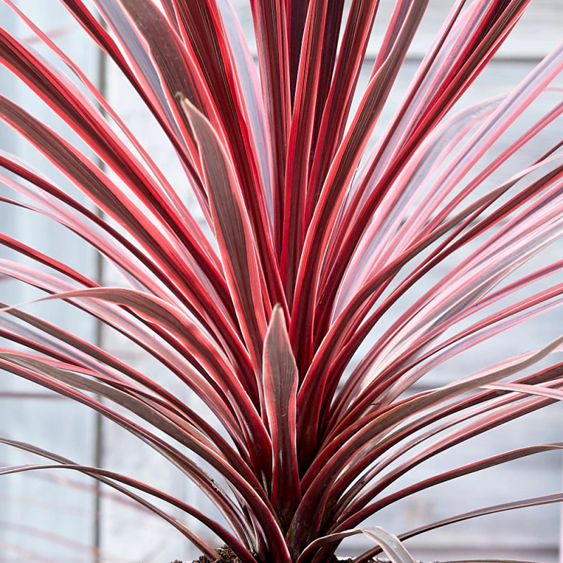 Cordyline australe Charly Boy