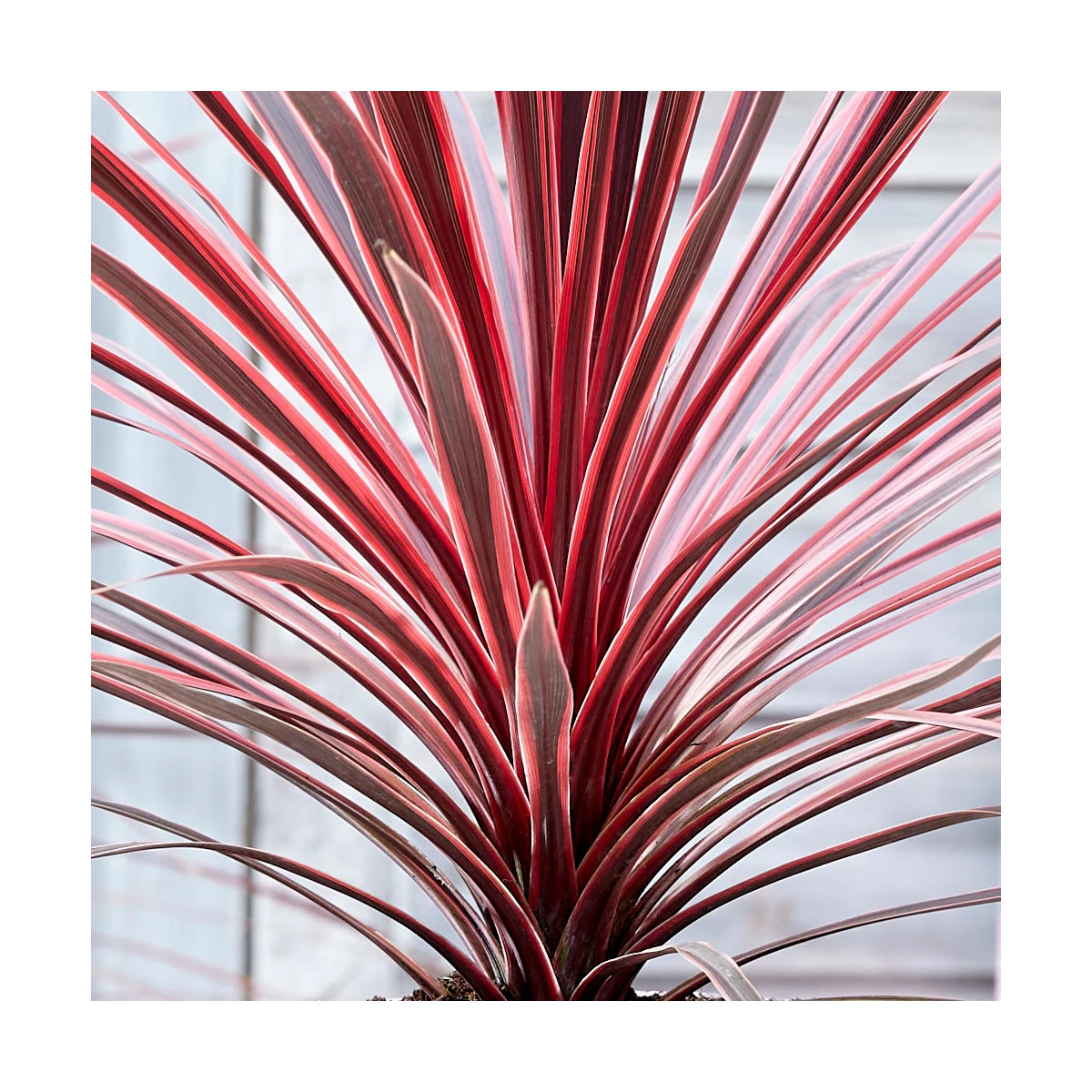 Cordyline australe Charly Boy
