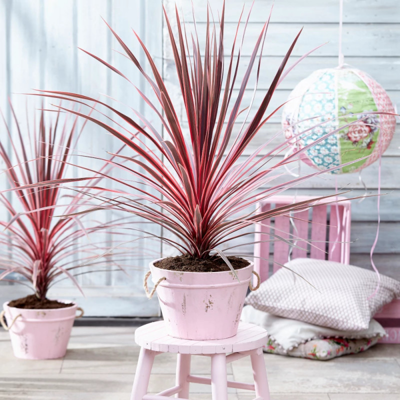 Cordyline australe Charly Boy